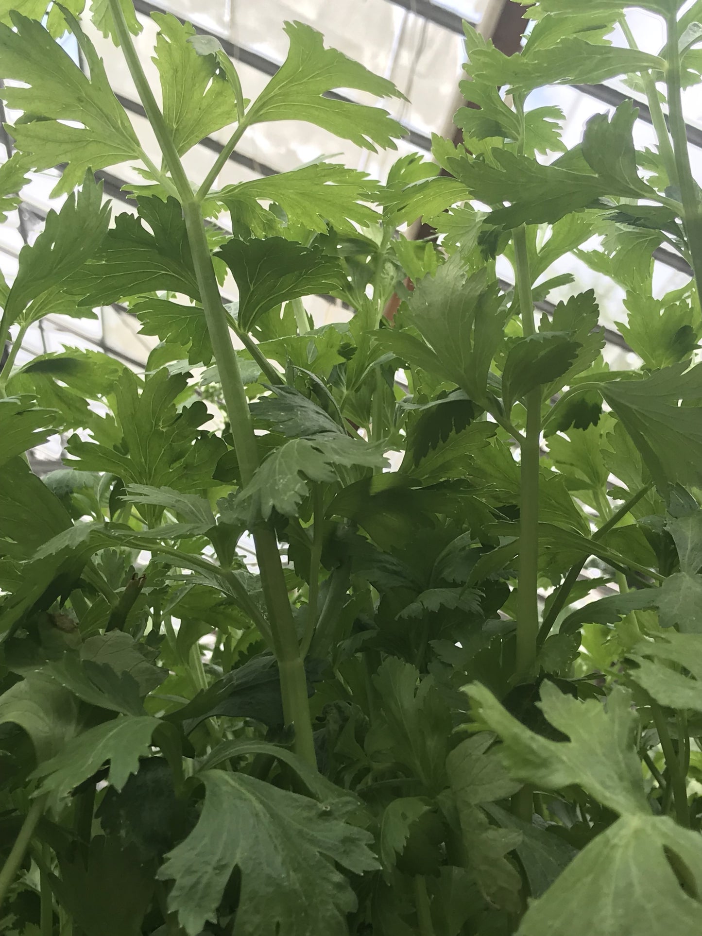 Suffolk Herbs Italian Parsley 450 Seeds