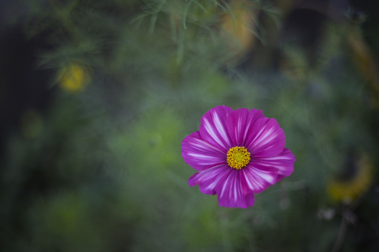 Cosmos Velouette Seeds