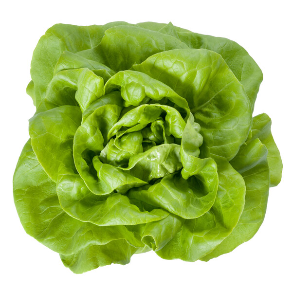Lettuce Blond Butterhead Duka RZ Seeds