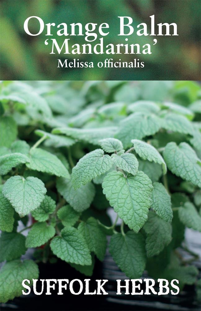 Suffolk Herbs - Herb - Balm Orange Mandarina