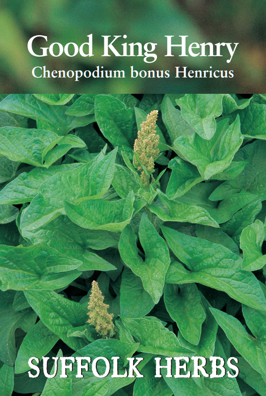 Suffolk Herbs Good King Henry 200 Seeds
