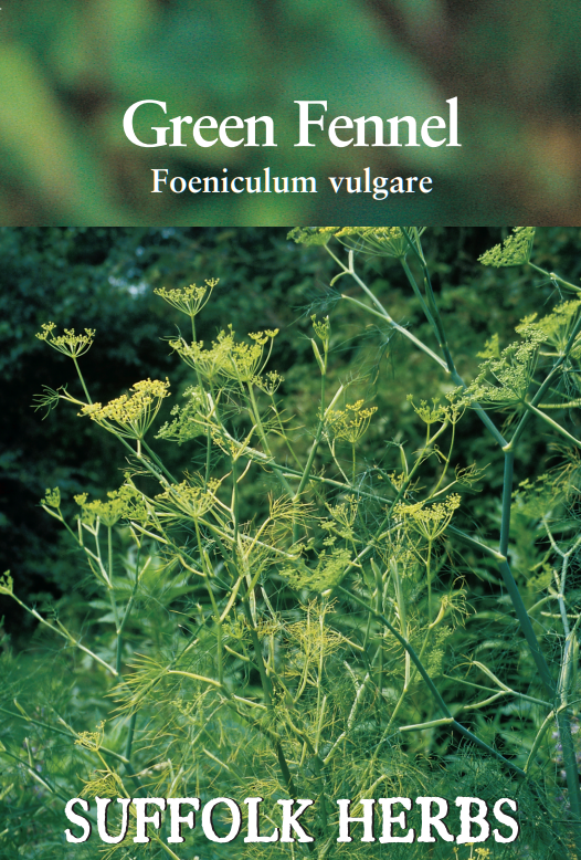 Suffolk Herbs Green Fennel 200 Seeds