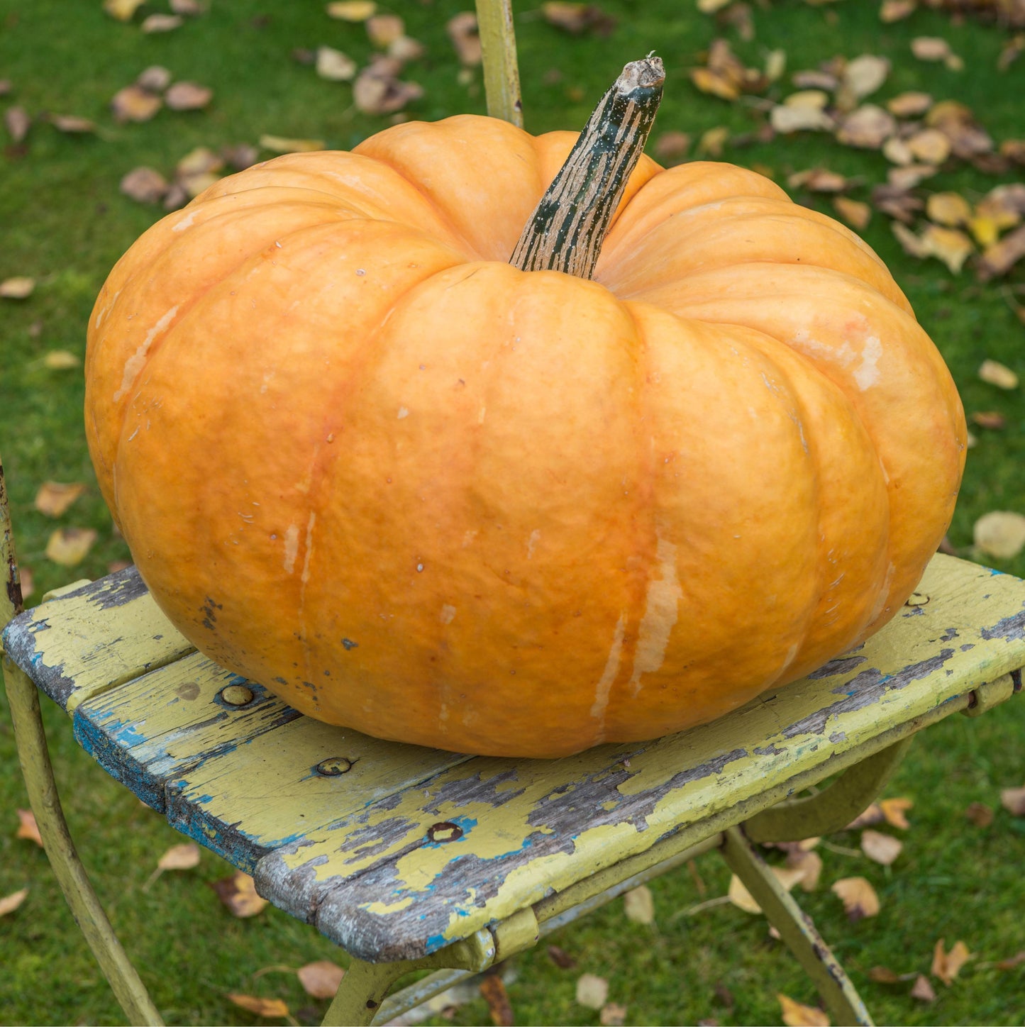 Pumpkin Indian Doll F1 Seeds