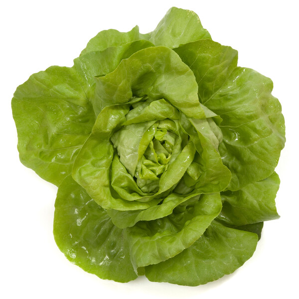 Lettuce Butterhead Jolito RZ (43-01) Seeds