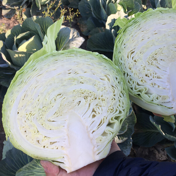 Cabbage Longma RZ F1 (30-294) Untreated Seeds