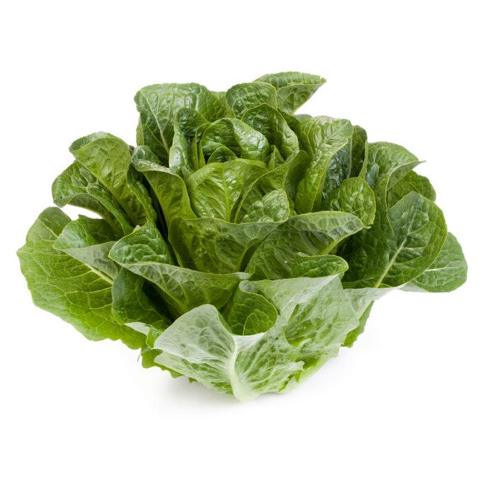 Lettuce Open Heart Cos Madelona RZ - (41-188) Seeds
