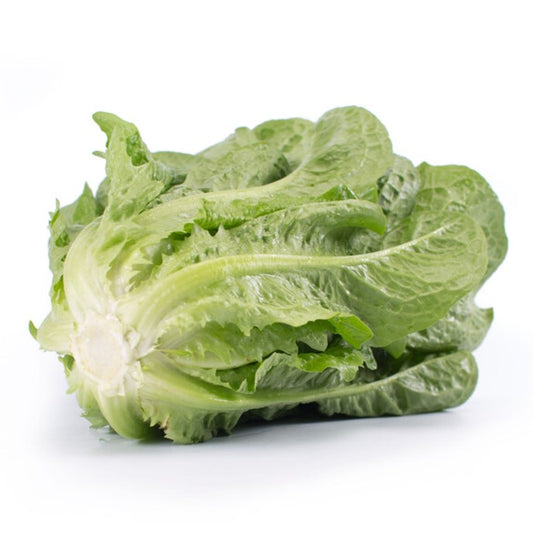 Lettuce Open Heart Cos Madelona RZ - (41-188) Seeds