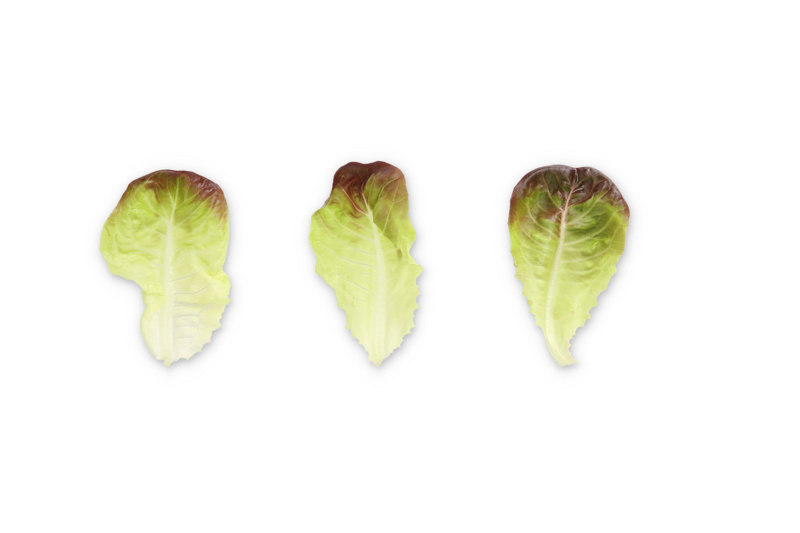 Lettuce Salanova Manet RZ (79-Ml2589) Untreated Seeds