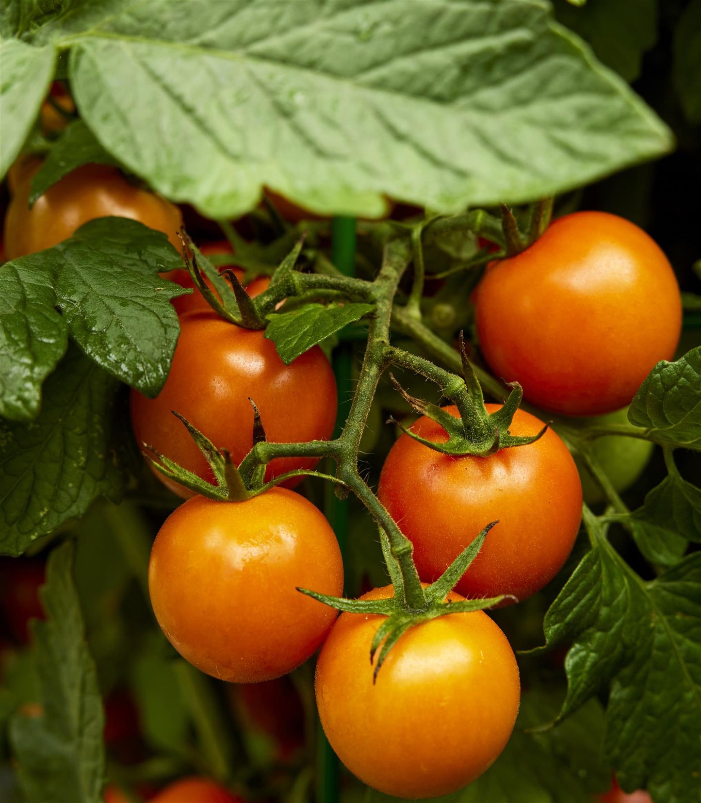 Tomato Merrygold F1 Hybrid Seed