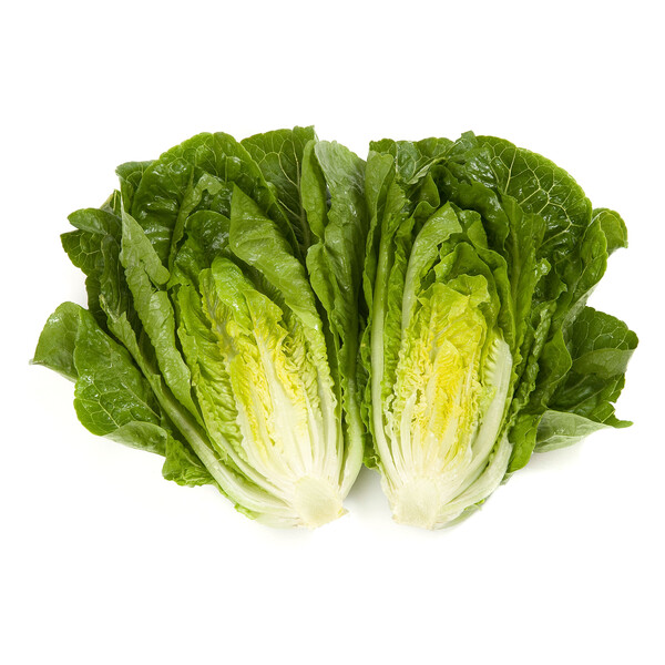 Lettuce Small Green Cos Rafael RZ Seeds