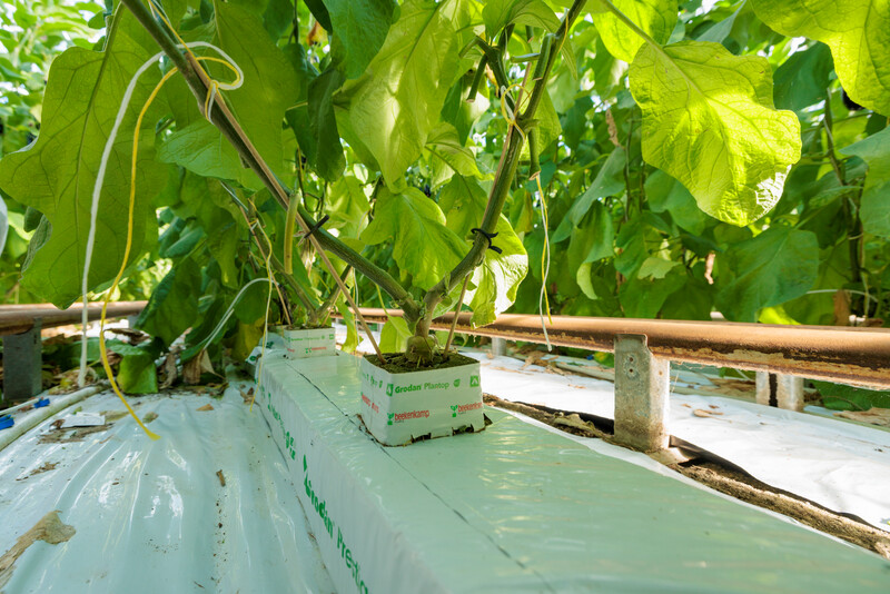 Rootstock Solanaceae Emperador RZ F1 (61-065) Untreated Gspp Seed