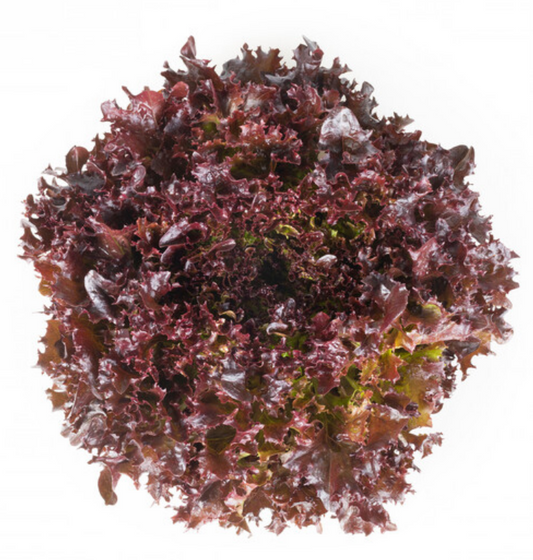 Lettuce Red Oakleaf Salanova Yves RZ - LS11105 Seeds