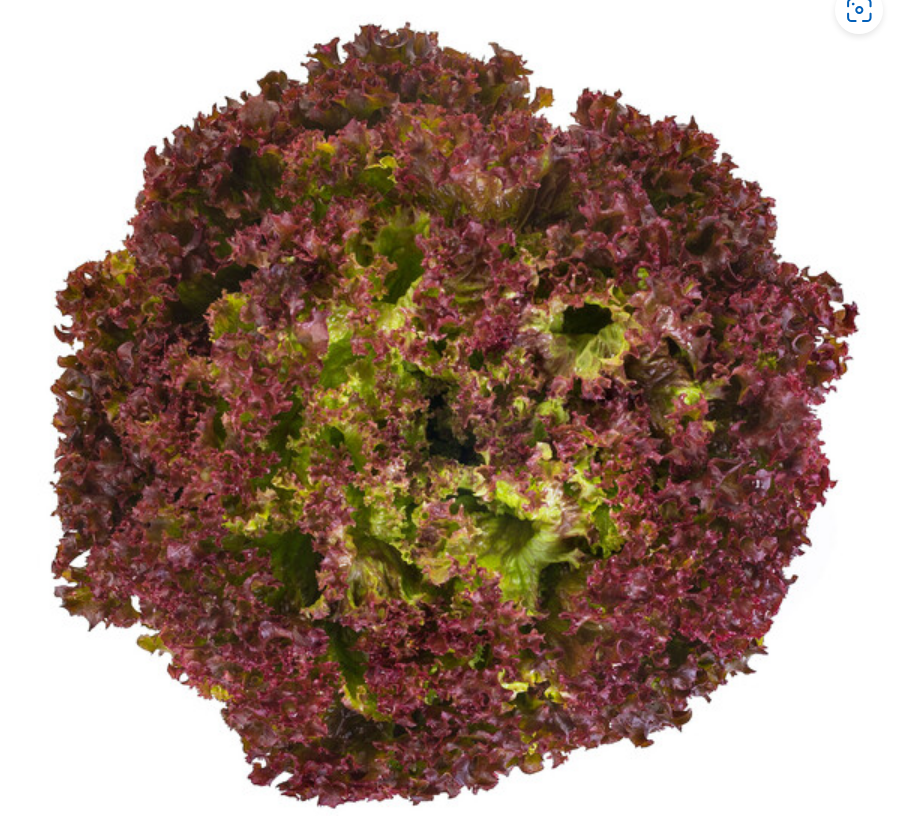 Lettuce Red Lollo Rossa Traject RZ - LS10962 Seeds