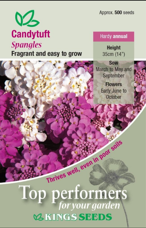 Kings Seeds Candytuft Spangles 500 Seeds