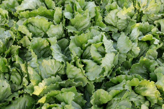 Lettuce Iceberg Sumarnas RZ (45-149) Seeds