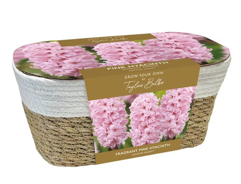 Large Wicker Basket 4 Pink Hyacinth Bulbs