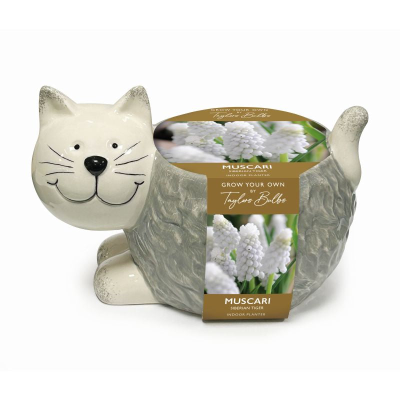 Novelty Cat Ceramic Planter - Muscari Siberian Tiger Bulb Kit