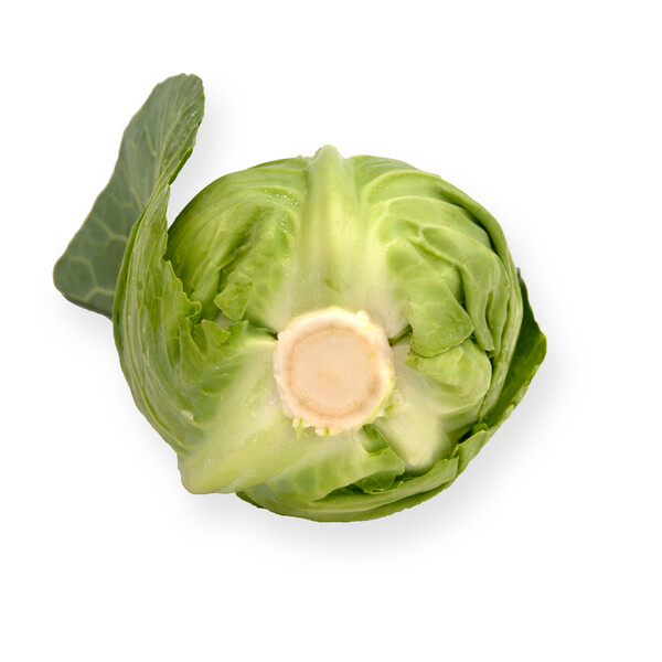 Cabbage Tourima RZ F1 (30-252) Untreated Seeds