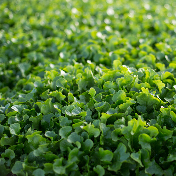 Lettuce Oak Type Baby Leaf Webber RZ 84-82 Seeds