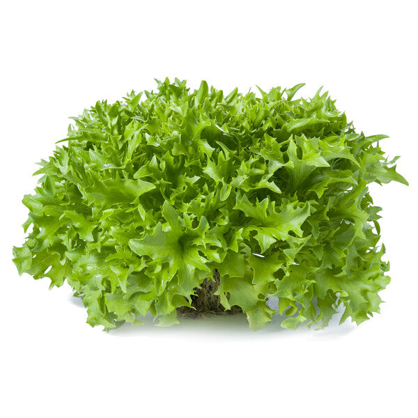 Lettuce Salanova Incised leaf lettuce Excentric RZ (10- 864)