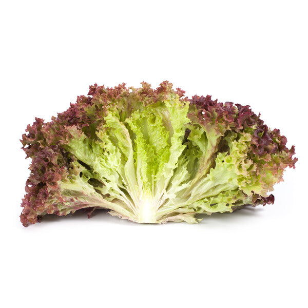 Lettuce Lollo Rosso Corentine RZ (86-79) Seeds