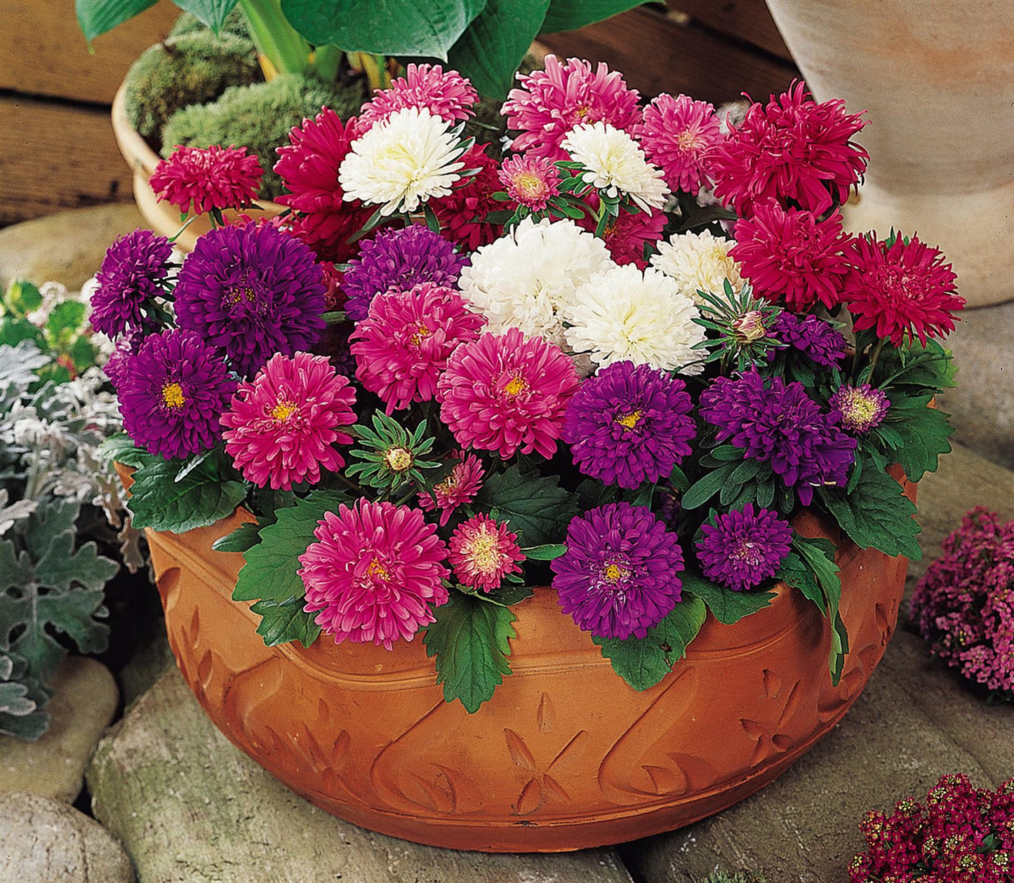 Aster Asteroid Mixed Seeds