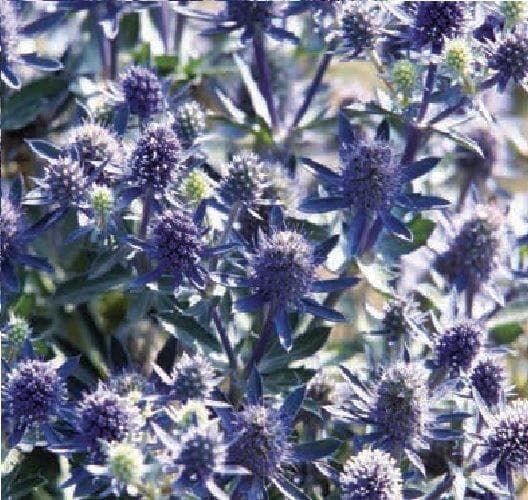 Eryngium Planum Blue Hobbit Seeds