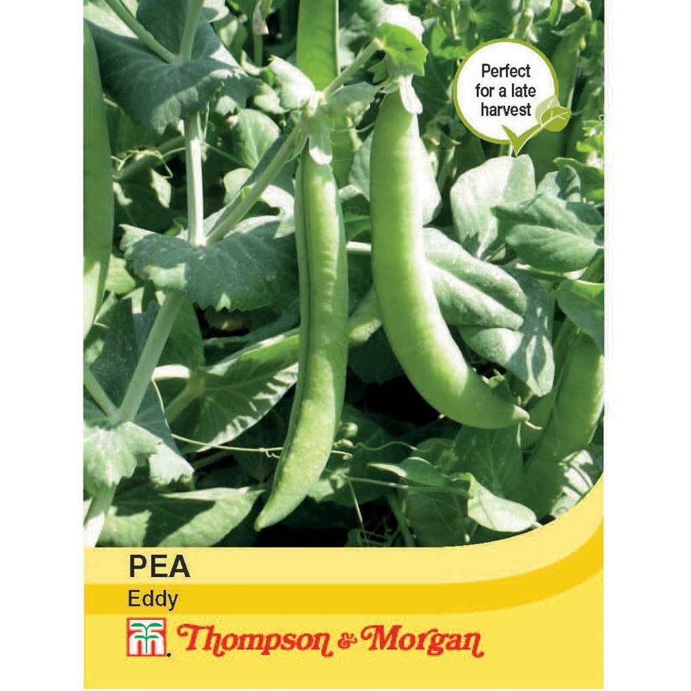 Thompson & Morgan Pea Eddy 300 Seed