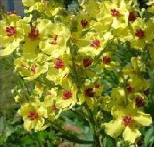 Verbascum chaixii Yellow Seeds