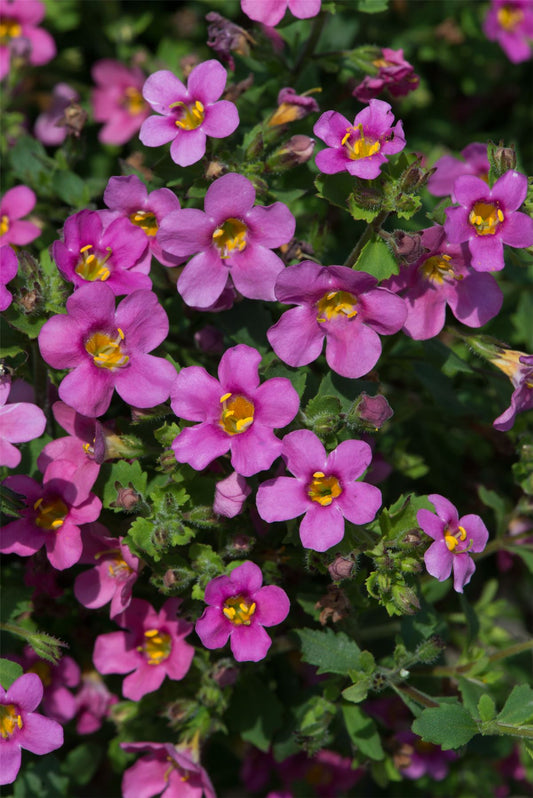 Bacopa Pinktopia Seed - Ideal for Hanging Baskets
