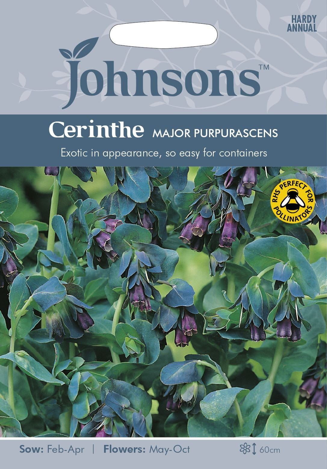 Johnsons Flower Cerinthe Major Purpurascens 20 Seeds
