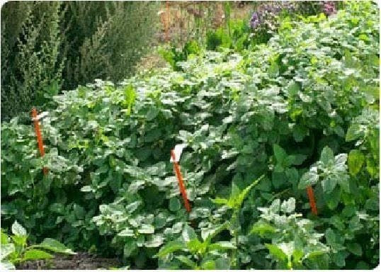 Lemon Balm Seeds - Melissa officinalis