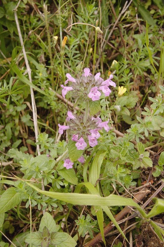Wild Flower Wild Basil Clinopodium vulgaris Seeds