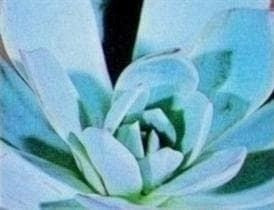 Echeveria Peacockii Seeds