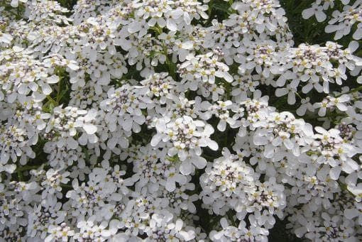 Wild Flower Wild Candytuft Iberis amara Seeds