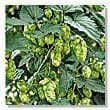 Hop - Humulus Lupulus Seeds