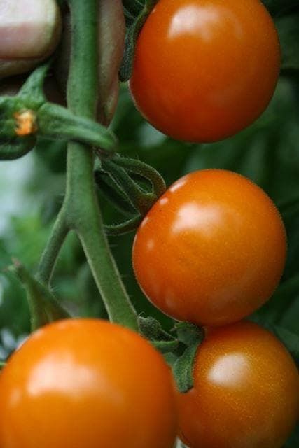 Tomato Sungold F1 Hybrid Seeds