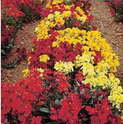 Mr Fothergills Wallflower Dwarf Bedding Mixed 500 Seeds