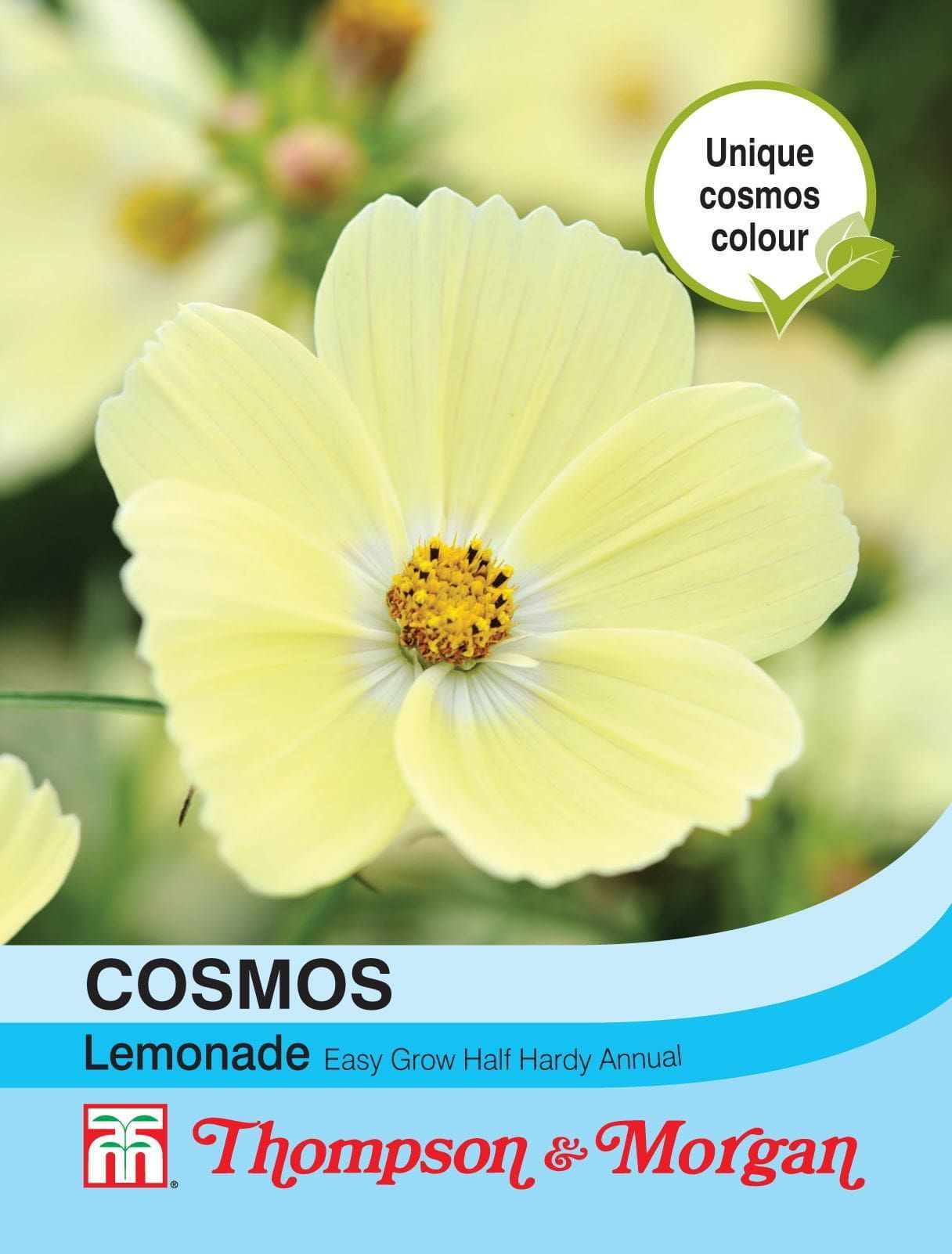 Thompson & Morgan - Cosmos Lemonade - 30 Seeds
