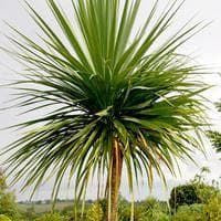 Cordyline australis New Zealand Palm Seeds