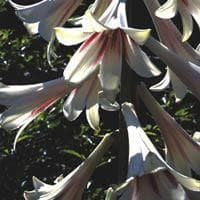 Cardiocrinum glehnii Seeds