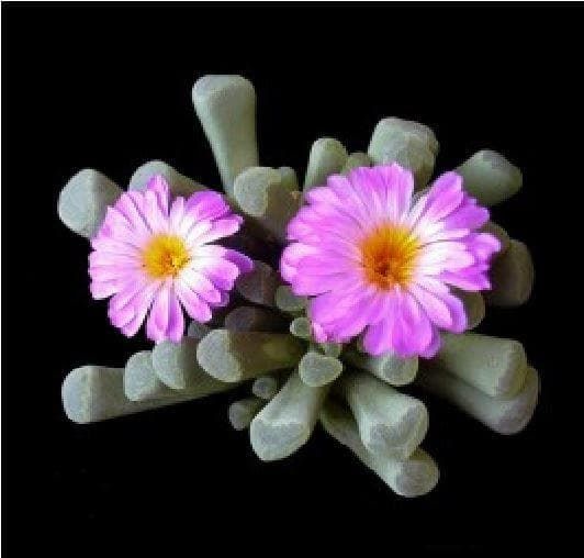 Cactus Frithia Pulchra Fairy Elephants Feet Seeds