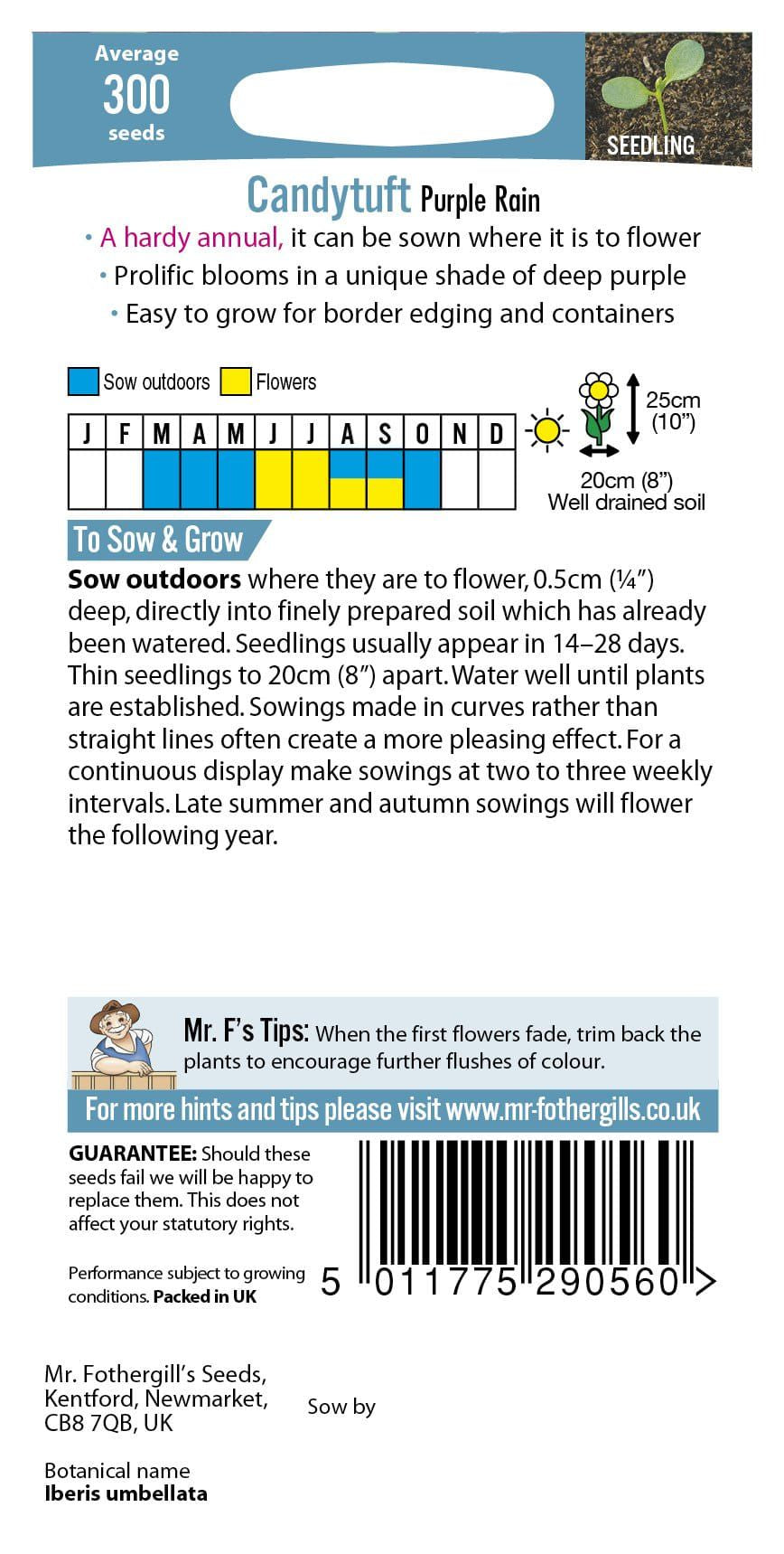 Mr Fothergills Candytuft Purple Rain 300 Seeds