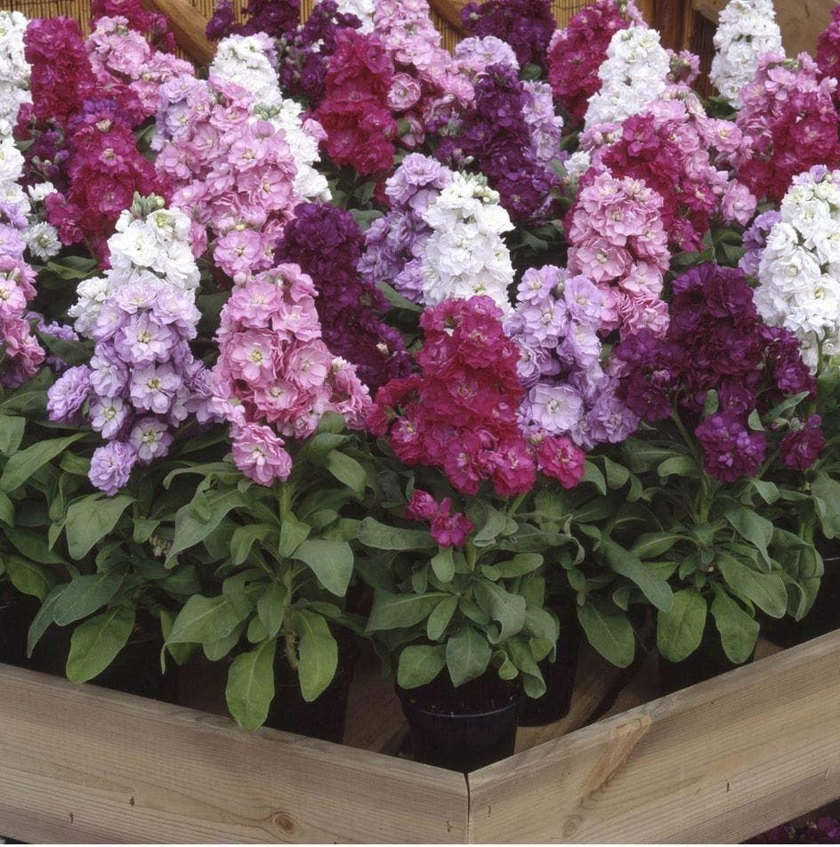 Stock Matthiola Incana Cinderella Mixed Seeds