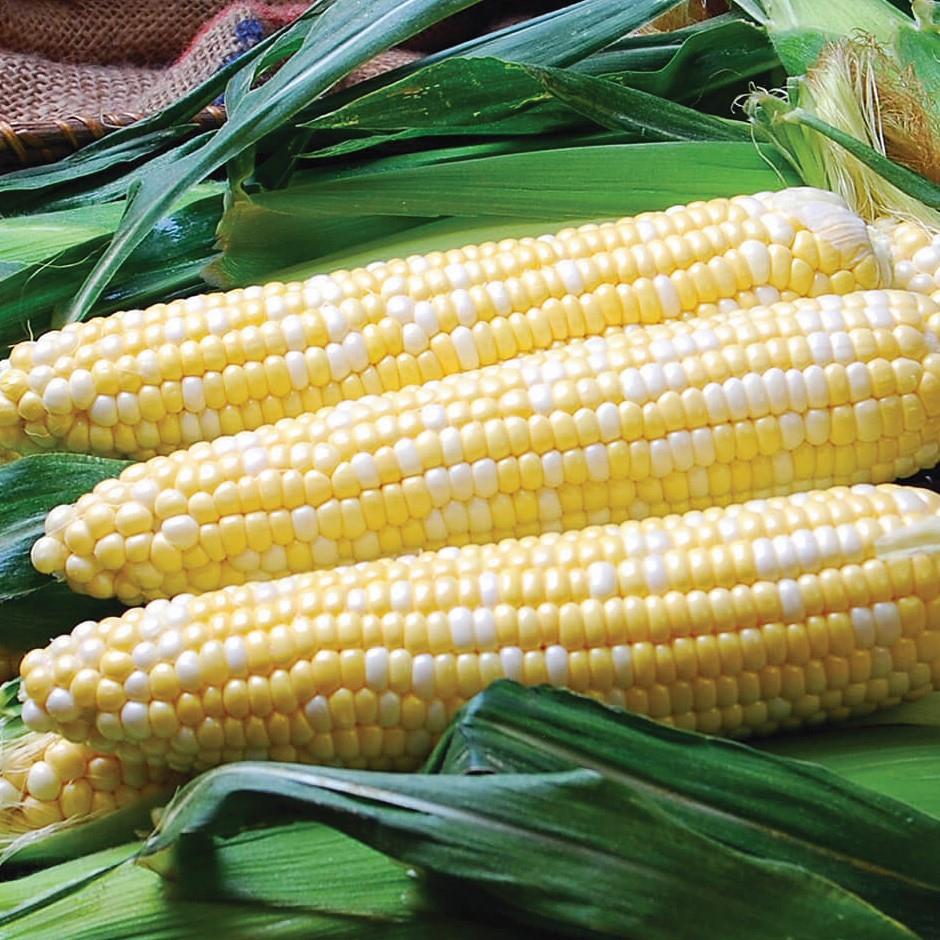 Sweetcorn Solstice F1 Seeds