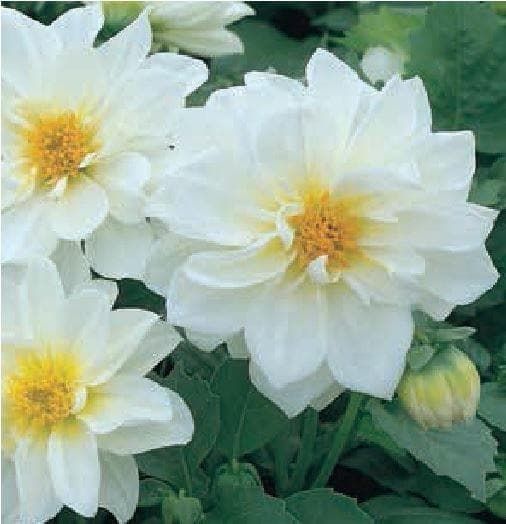 white dahlia seeds Dahlia Figaro White Seeds