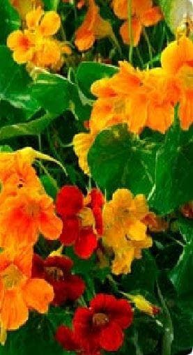 Nasturtium Out of Africa Seeds