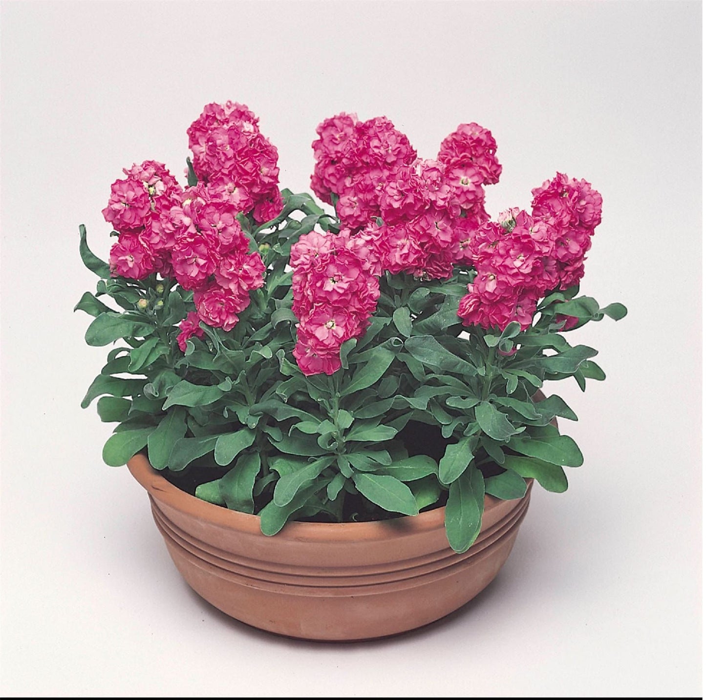 Stock Matthiola Incana Cinderella Hot Pink Seeds