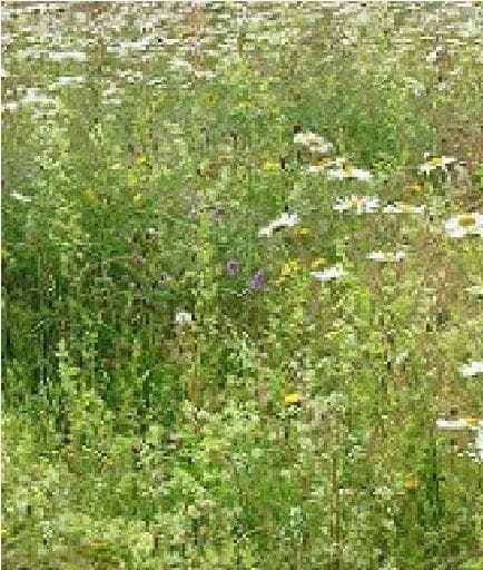 Wild Flower Economy Meadow Mixture Long Season Seeds