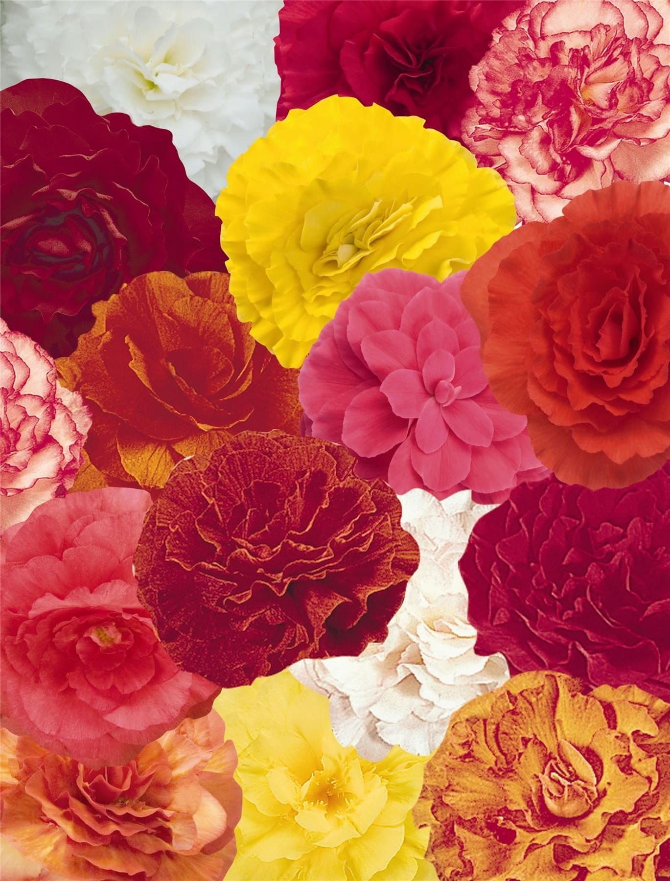 Begonia Nonstop Mixed F1 Hybrid Seeds